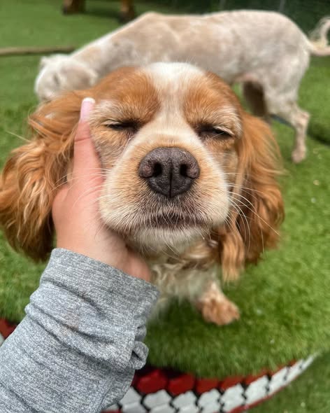 Pippin