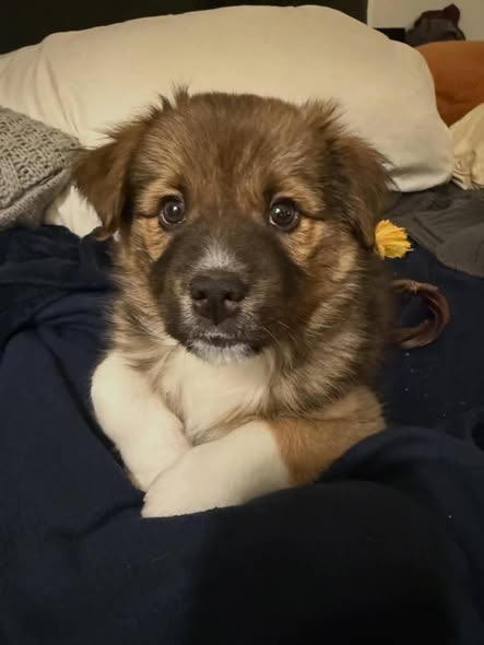 Scout