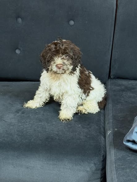 Pickles - Image 3