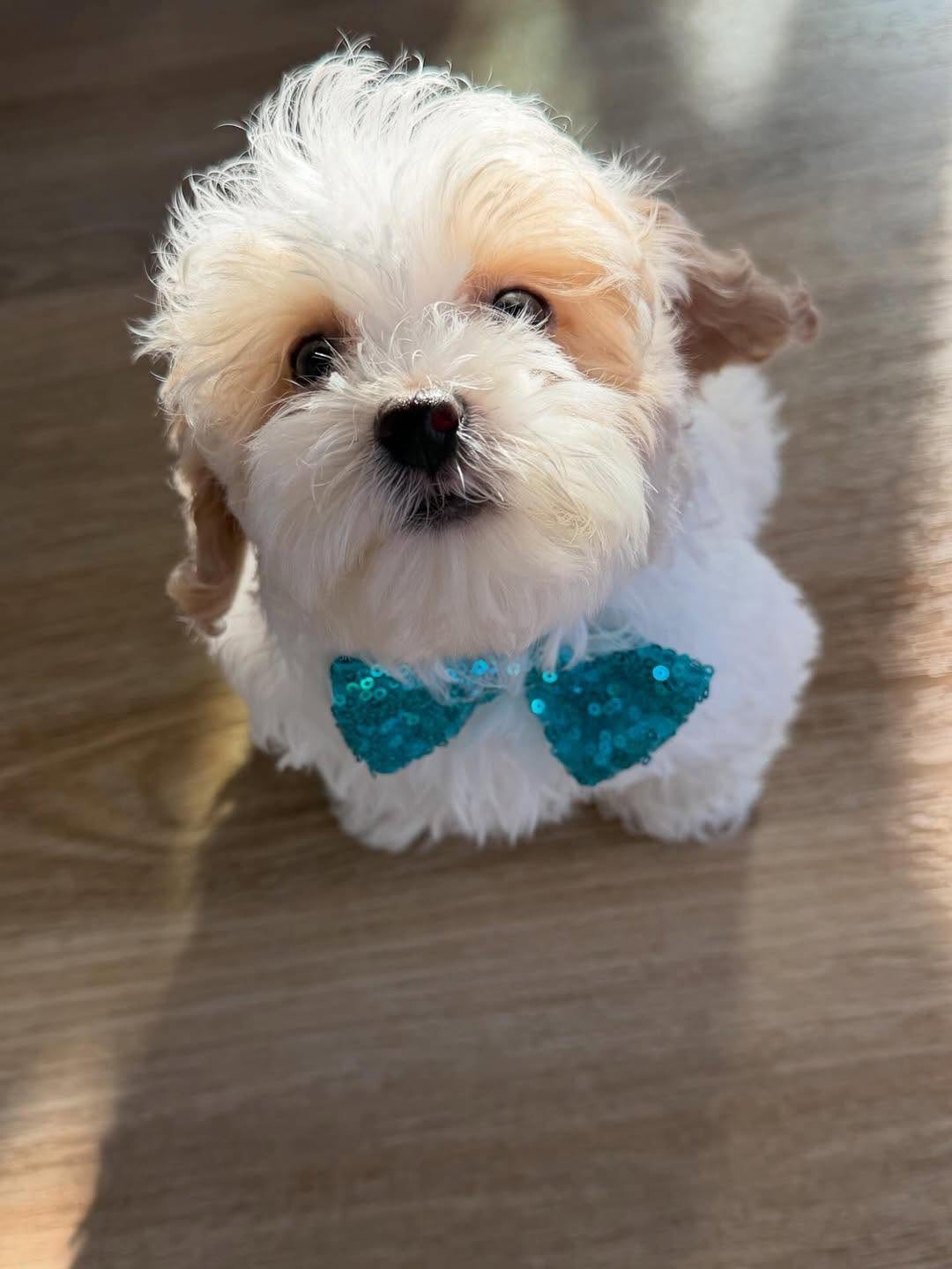 Murphy